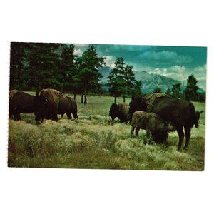 Buffalo Herd Custer State Park Vintage Postcard Rushmore Photo P1489 Roadside